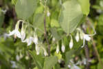 American snowbell